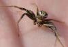 Xysticus sp.
